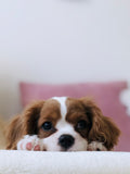 Ultimate Smart Pet Pro Pack